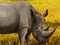 Cartoon wildlife safari scene wild rhinoceros illustration for children
