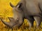 Cartoon wildlife safari scene wild rhinoceros illustration for children