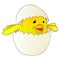 Cartoon yellow newborn chicken in the broken egg shell.