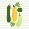 Cartoon Zucchini. Colored Vector Illustration EPS