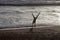 Cartwheels in the Surf