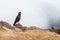 Carunculated Caracara, Andes Mountains, Ecuador