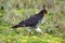 Carunculated caracara in the paramo