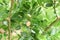 Carunda or Karonda,Close-up beautiful karonda carissa carandas red seeds with green leaves sway in a warm spring breeze at a tropi