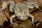 Carvalho`s Surinam toad Pipa carvalhoi