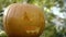 Carved halloween pumpkin creepy scarecrow head. Preparing Halloween Pumpkins.