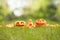 Carved halloween pumpkins on outdoor green grass