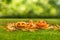 Carved halloween pumpkins on outdoor green grass