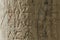 Carved Inscription on a column