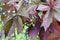 Carved leaf of wild grapes. Purple and green background