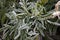 Carved narrow leaves of green grass covered with white frosty snowflakes