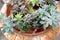 Carved planter filled with various succulent plants on table of home