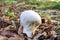 Carved puffball, mosaic puffball, Calvatia utriformis, Bavaria, Germany, Europe