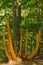 Carved Tree Bench in Forest