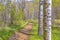 Carved trees on Utah trail