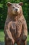 Carved Wooden Bear - Milwaukee Public Zoo