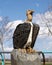 Carved wooden buzzard with the top of a swingset in the background at The Hideout in Allen, Texas.