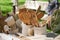 Carved wooden dishware closeup