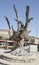 Carving on an old olive tree in the Park of the resort of Matala, Greece