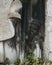 Carving of an oriental styled figure as he peeps out from around a larger statue at The Cathedral of Saint Domnius, part of the