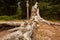 Carving in a wooden stump near a hike in Broumov, Czechia