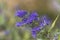 Caryopteris clandonensis bluebeard bright blue flowers in bloom, ornamental autumnal flowering plant