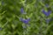 Caryopteris clandonensis bluebeard bright blue flowers in bloom, ornamental autumnal flowering plant