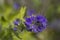 Caryopteris clandonensis bluebeard bright blue flowers in bloom, ornamental autumnal flowering plant