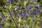 Caryopteris clandonensis bluebeard bright blue flowers in bloom, ornamental autumnal flowering plant