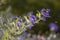 Caryopteris clandonensis bluebeard bright blue flowers in bloom, ornamental autumnal flowering plant