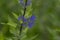 Caryopteris clandonensis bluebeard bright blue flowers in bloom, ornamental autumnal flowering plant