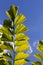 Caryota Mitis Fishtail Palm Leaves in Full Sun