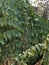 Caryota obtusa, the giant fishtail palm.