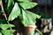 Caryota urens, Palmae or ARECACEAE or Caryota mitis Lour or Fishtail Palm or Wart Fishtail Palm