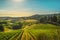 Casale Marittimo village, vineyards and landscape in Maremma. Tu