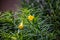 Cascabela Thevetia flower Yellow Oleander on summer day