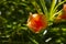 Cascabela thevetia orange oleander flower with long green leaves