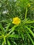 Cascabela thevetia plant yellow caner flower