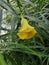 Cascabela thevetia plant yellow kaner flower with water drop