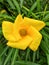 Cascabela thevetia yellow flower