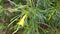 Cascabela thevetia yellow oleander flowers leaves