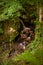 Cascade in asturias spain forest