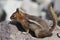 Cascade Golden-mantled Ground Squirrel