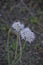 Cascade Mountain Jewels: Allium species; Allium stellatum