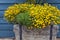 Cascade of orange marigolds in a wooden pot against a wooden wall