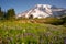 Cascade Range Rainier National Park Mountain Paradise Meadow