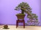 A cascade style Scots Pine bonsai on display in Belfast Northern Ireland