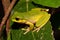 Cascade Tree Frog