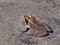 Cascades Frog in Alpine Pond