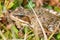 Cascades Frog in the Grass